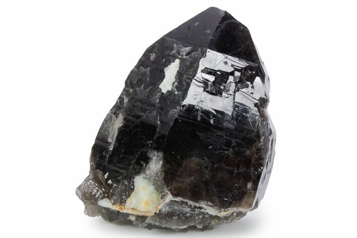 Natural, Dark Smoky Quartz Crystal - Colorado #356721